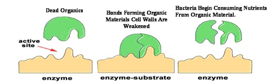 enzyme function_559x172